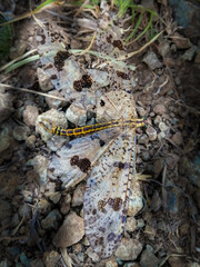 Closeup of insect on rock, transparent butterfly