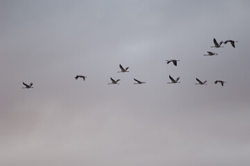 Common cranes Grus grus in flight. Gallocanta Lagoon Natural Reserve. Aragon. Spain.