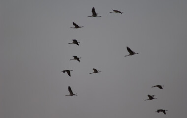 Common cranes Grus grus in flight. Gallocanta Lagoon Natural Reserve. Aragon. Spain.