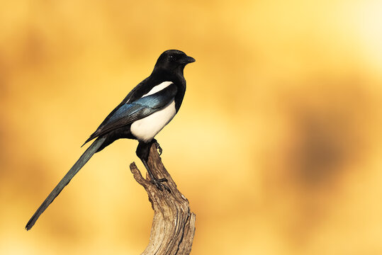 Wild magpie perched on a branch with a yellow sunrise background
