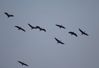 Common cranes Grus grus in flight. Gallocanta Lagoon Natural Reserve. Aragon. Spain.