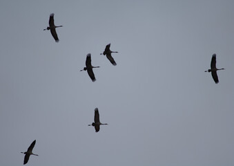 Common cranes Grus grus in flight. Gallocanta Lagoon Natural Reserve. Aragon. Spain.