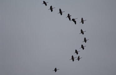 Common cranes Grus grus in flight. Gallocanta Lagoon Natural Reserve. Aragon. Spain.