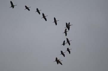 Common cranes Grus grus in flight. Gallocanta Lagoon Natural Reserve. Aragon. Spain.