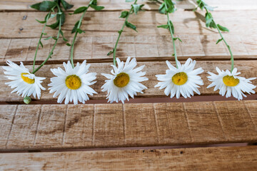 Obraz premium white flowers lie on a wooden table on a white background in the interior, chamomile