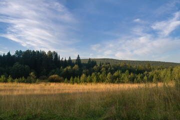 Fototapeta premium Summer landscape green meadow on a background of forest and cloudy sky.