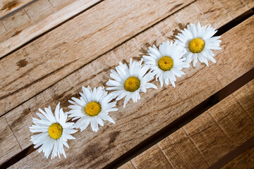 flowers white fortified symmetrically on a wooden table, chamomile