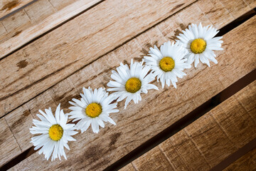 Obraz premium flowers white fortified symmetrically on a wooden table, chamomile