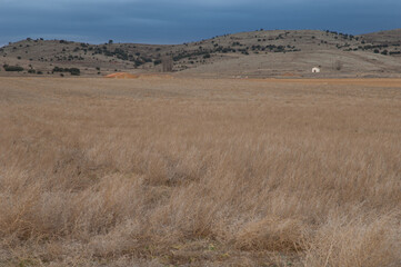 Fototapeta premium Meadow. Gallocanta Lagoon Natural Reserve. Aragon Spain.