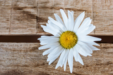 Obraz premium white flower on a wooden table, chamomile