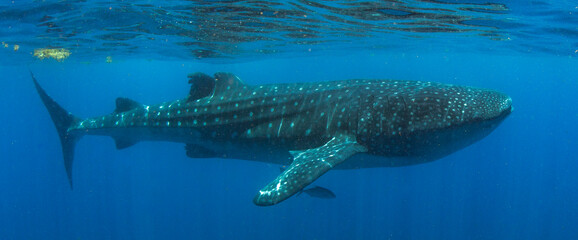 Whale Shark swimming in Mexico