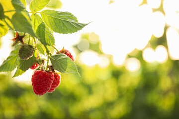 Raspberry bush with tasty ripe berries in garden, closeup