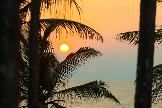 Scenic view of palm trees and sea on background of spectacular sundown