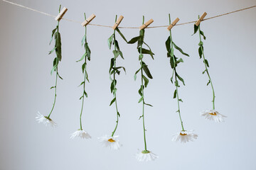 white flowers with light wooden clothespins on a craft cord on a white background, hanging flowers on a string in the interior