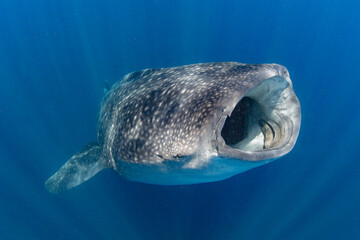 Whale Shark swimming in Mexico