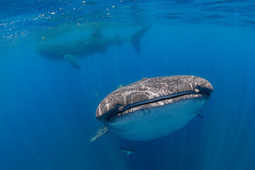 Naklejka premium Whale Shark swimming in Mexico
