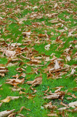 Fallen leaves on the grass in the Cervantes Square. Huesca. Aragon. Spain.