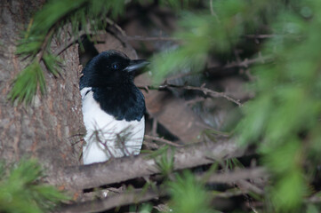 Eurasian magpie Pica pica on a tree. Europa Square. Huesca. Aragon. Spain.