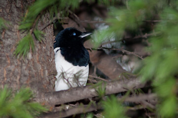 Eurasian magpie Pica pica on a tree. Europa Square. Huesca. Aragon. Spain.
