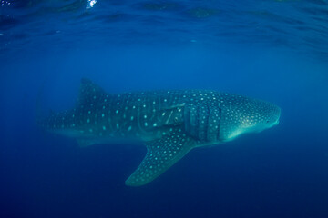 Obraz premium Whale Shark swimming in Mexico