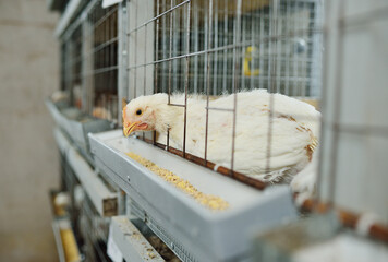 Poultry farm, raising broiler chickens. Adult chickens sit in cages and eat compound feed © Evgeniy Kalinovskiy