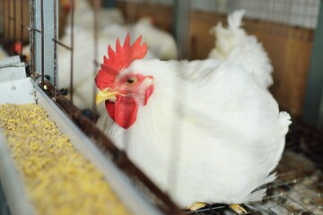 A big broiler rooster sits in a cage against the background of a poultry farm. Broiler chicken breeding.