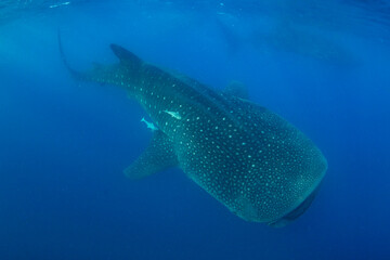 Fototapeta na wymiar Whale Shark swimming in Mexico