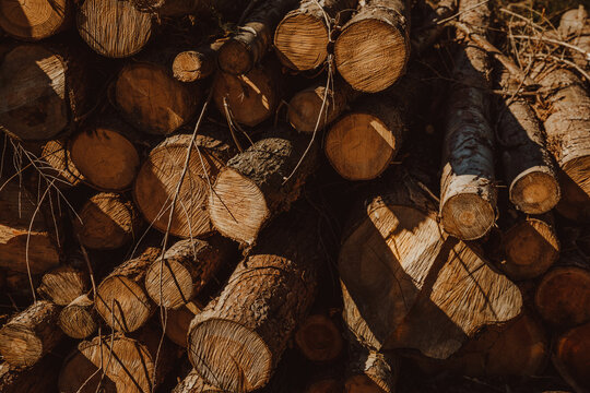 Pile of timber trunks stacked in forest during sunny day in Biscay