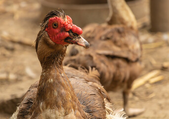 Portrait of a Muscovy duck in the village