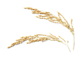 Ears of rice isolated on white background