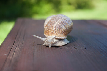 Snail on a table