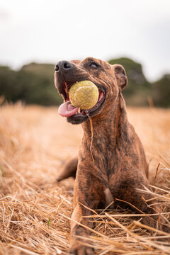Big funny Thai Ridgeback with smooth coat resting with ball in open mouth and tongue out on field with faded grass in countryside in daylight