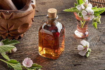 A bottle of marshmallow root tincture with fresh Althaea officinalis plant