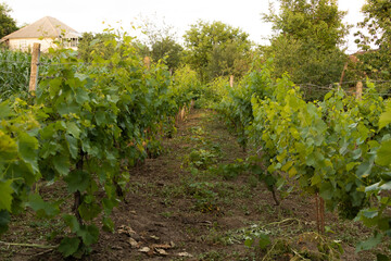 Fototapeta na wymiar Culture of vine in vegetation, how to care for vine concept