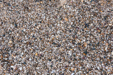 sea shells background