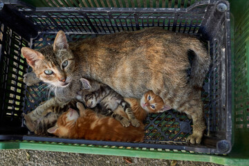 From above of tabby cat with gray and ginger kittens cuddling in box