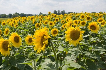 field of sunflowers