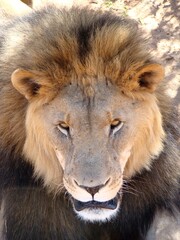 NAMIBIA, LION IN THE BUSH.