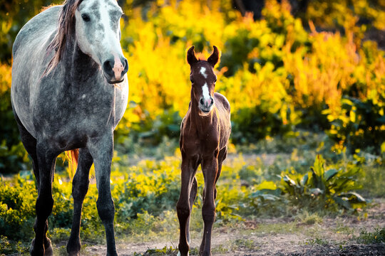 White horse with foal walking on nature