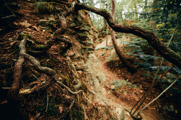 mysterious path trail with roots and fallen tree leading through the forest.