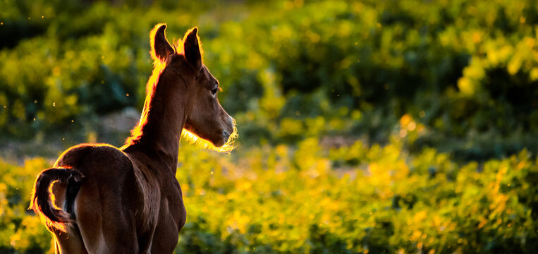 Brown foal walking on nature and looking away