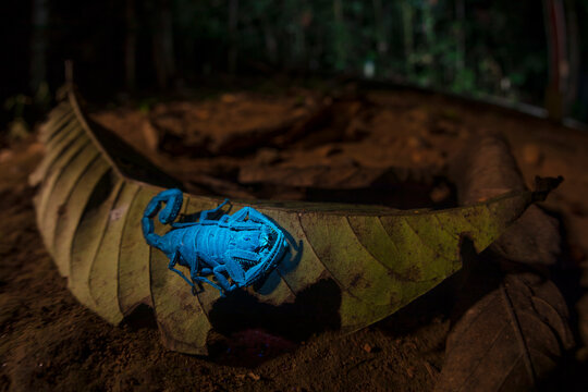 Closeup of bright blue scorpion Centruroides gracilissitting glowing under UV light sitting on dry tree leaf