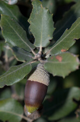 Acorn on a evergreen oak Quercus ilex. Pyrenees. Huesca. Aragon. Spain.