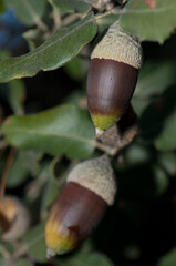 Acorns on a evergreen oak Quercus ilex. Pyrenees. Huesca. Aragon. Spain.