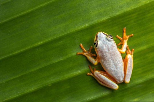 From above closeup of small arum frog or Horstock reed frog with bright orange feet sitting on green leaf
