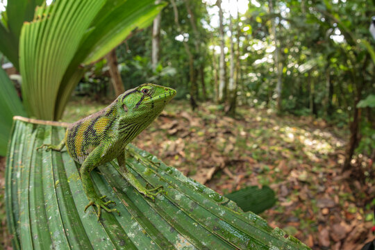 Closeup of Polychrus marmoratus lizard also known as Berthold bush anole or monkey tailed anole sitting on green plant in nature