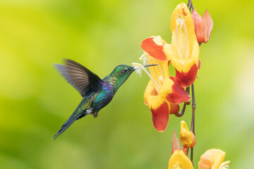 Wonderful green bird on flower