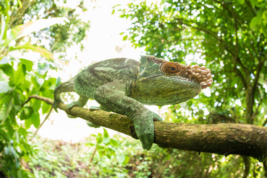 Fototapeta Side view closeup of amazing chameleon sitting on twig with the jungle in the background. Calumma parsonii
