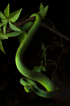 Green pit viper hanging from branch with leaves and looking at camera on black background