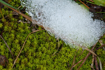 Moss and frost in the Ordesa and Monte Perdido National Park. Pyrenees. Huesca. Aragon. Spain.